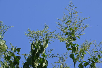 Lagrezia flowers. It is a genus of flowering plants in the family Amaranthaceae. Its native range is southern Mexico and the western Indian Ocean.
