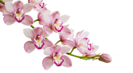 Elegant Pink Orchid Branch With Bud On Black Background
