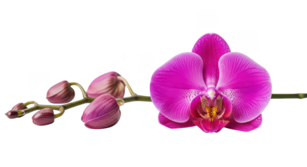 Vibrant Pink Orchid Flower With Buds On Black Background