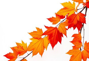 Fototapeta premium Crisp, vibrant autumn leaves against a pure white background, october, image