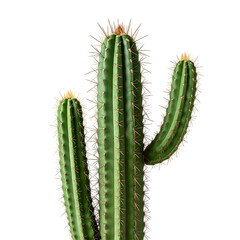 Close-up of a clustering columnar cactus with three green stems covered in sharp brown spines, symbolizing growth in arid conditions, isolated on a light gray background.
