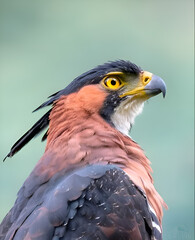 Ornate Hawk-Eagle