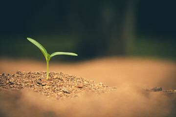 Single small tree standing tall in the forest as a sign of renewal and balance.