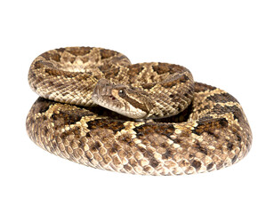 Obraz premium An isolated close-up of a coiled venomous viper or rattlesnake with brown camouflage scales, head raised and ready to strike, on a light gray background.