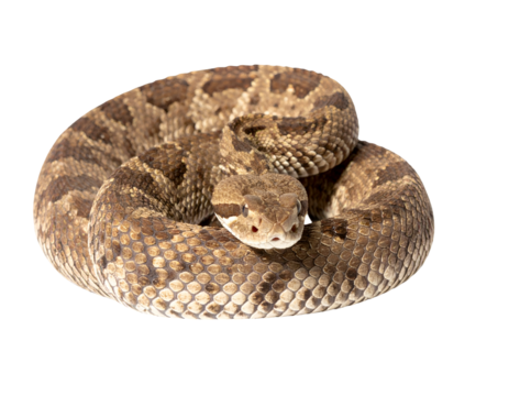An isolated close-up of a coiled venomous viper or rattlesnake with brown camouflage scales, head raised and ready to strike, on a light gray background.