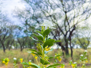 Delicate white blossom thrives in meadow, a symbol of resilience and natural beauty
