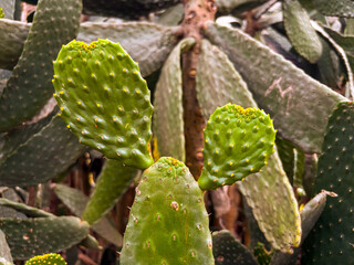 Vibrant green prickly pear cactus with bright yellow flowers in desert sunlight