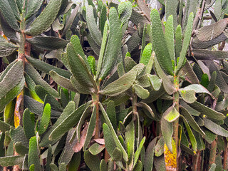 Lush prickly pear cactus garden thrives with vibrant green pads and textured stems