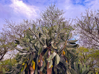 Majestic prickly pear cactus blooms under a vibrant, cloudy sky in a dry climate