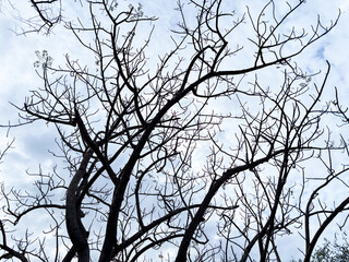 Bare tree branches reach towards a cloudy sky creating a dramatic silhouette effect