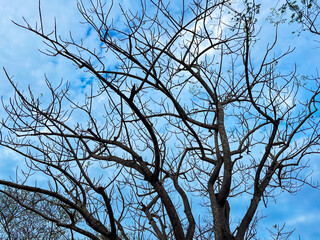 Bare tree branches against a vibrant blue sky with scattered clouds create striking contrast