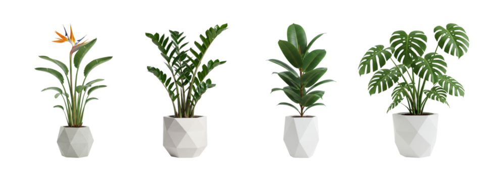 Four potted plants cutout transparent png set