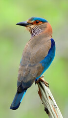 Striking Indian Roller Perched on a Branch