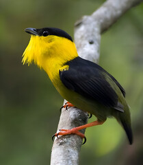 Golden-browed Chlorophonia with Flamboyant Plumage