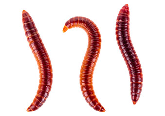 Crime scene tape isolated object