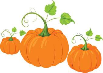 pumpkin on a white background