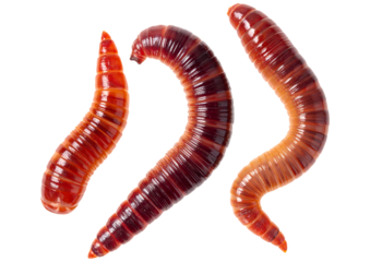 red worms isolated