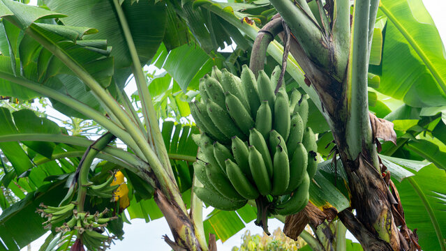 Horizontal view of rew banana fruit on the tree. Fruits in the backyard surrounded by trees and green leaves. Fruit with drop of water rain.