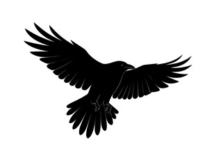 Fototapeta premium Silhouetted raven in flight, captured in a stark black and white style