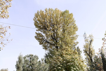 ウズベキスタン　首都タシケント