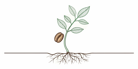Vector illustration of a coffee plant seedling with leaves, a bean, and roots in a simple line drawing