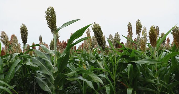 Jowar grain sorghum crop farm