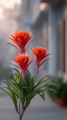 Vibrant Red Bromeliad Plants Displaying Their Red Tipped Flowers With Green Leaves In Soft Golden Hour Sunlight Creating A Magical Glow With A Blurred Background Of Buildings