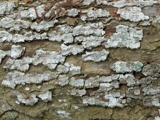 Close-up macro texture of tree bark covered in patches of white and pale green lichen. Shows roughness, cracks, and natural detail.