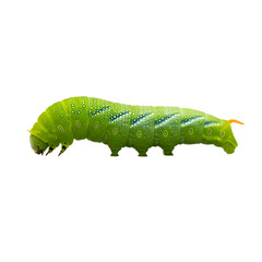 Naklejka premium Green caterpillar with white spots and orange horn on transparent background isolated insect side view