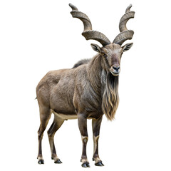 Fototapeta premium Markhor goat on transparent background standing isolated with large spiraled horns and long beard mountain animal wildlife of Asia transparent background