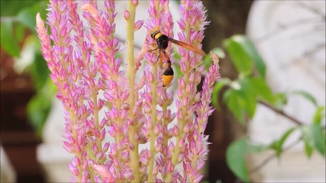 Wasp walking and dipping into pollen of beautiful pink flower likely feeding on nectar at a botanical garden, acting as an unintentional pollinator. 