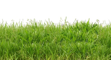 Obraz premium Fresh green grass blade isolated on white background for a vibrant spring or summer nature scene