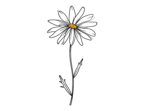 Simple line art of a daisy with white petals and yellow center