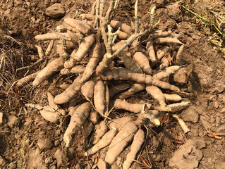 Fresh Cassava Roots Harvested from Soil, Tapioca Crop Agriculture