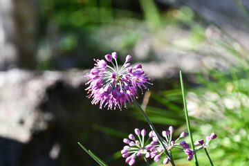 ヤマラッキョウ　Thunberg's chive