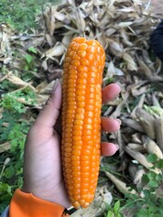 Fresh Orange Corn Held by Hand in the Field