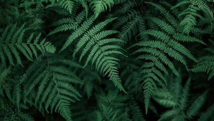 Lush green fern fronds create a natural, textured pattern, showcasing intricate details and a sense of freshness against a dark backdrop, offering a captivating view of natural beauty and lush...
