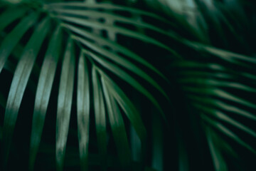A leafy green plant with a dark background. The leaf is very thin and long