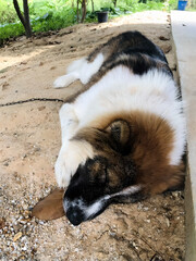 Cute fluffy dog sleeping peacefully on the ground