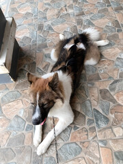 Cute fluffy dog lying down on stone tile floor