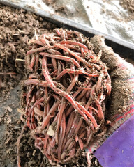 Close-up of Earthworms in Hand for Organic Composting and Farming