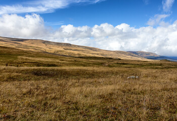Autumn walks in the autumn park in the morning in the alpine area of the mountain range