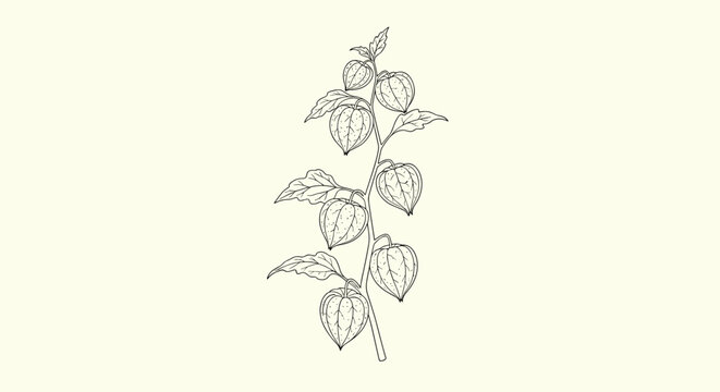 A detailed botanical line art illustration of a Physalis plant stem, featuring multiple lantern-shaped fruits enclosed in their papery husks with accompanying leaves.