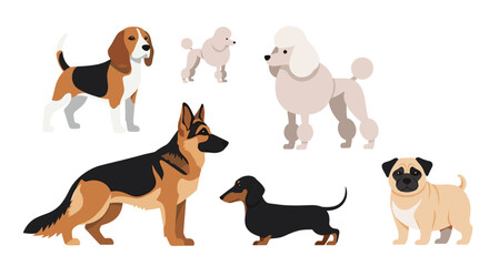 Naklejka premium Various popular dog breeds including a beagle, poodles, a German shepherd, a dachshund, and a pug in a collection.