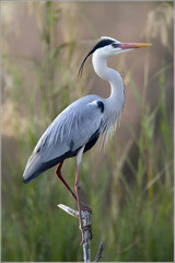 Elegant Grey Heron Perched Amidst Reeds
