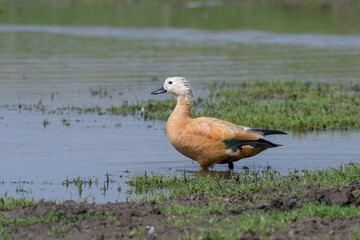 A Ruddy Shelduck (Tadorna ferruginea) wading in shallow water at Bhigwan, Maharashtra, India,...