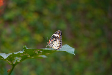Leopard Lacewing butterfly tropical shot, Leopard Lacewing butterfly bright colors, Leopard Lacewing butterfly macro nature