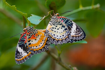 Leopard Lacewing butterfly close up, Leopard Lacewing butterfly in nature, Leopard Lacewing butterfly tropical forest