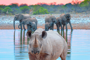 Obraz premium Rhino drinking water from a small lake - Group of elephant family drinking water in lake at amazing sunset - Etosha National Park, Namibia, Africa 