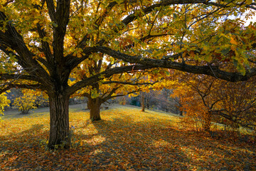 Fototapeta premium Vibrant autumn leaves on trees in a scenic landscape